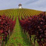 Vinícolas ao redor do mundo