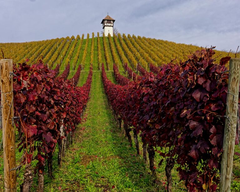 Vinícolas ao redor do mundo