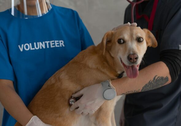 Petit Gâteau para fazer em casa
